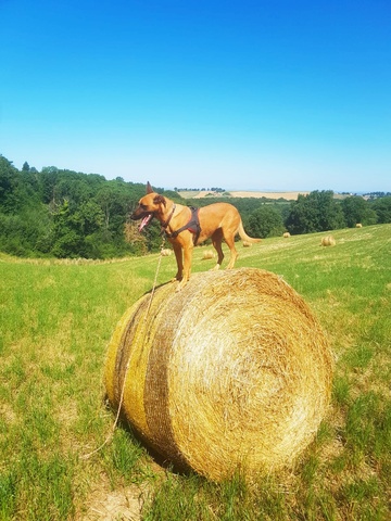 Education et pension canine à proximité d'Albi