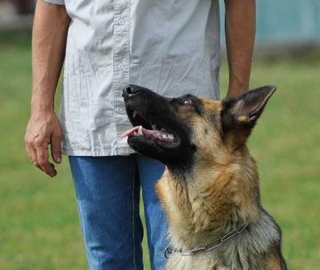 Éducation canine et obéissance