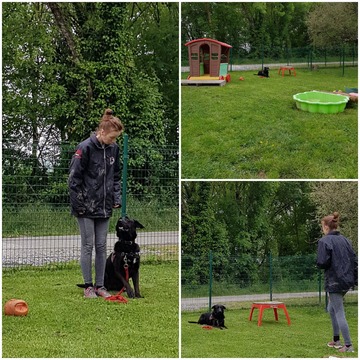 Éducation canine et obéissance