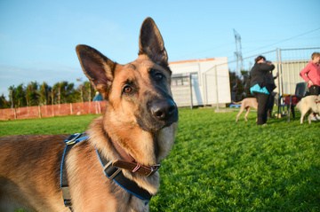 centre de dressage pour chien Tarn