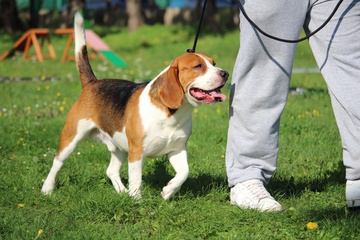 dresseur chien Saint-Affrique