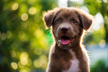 Bienvenue au sein de notre école du chiot