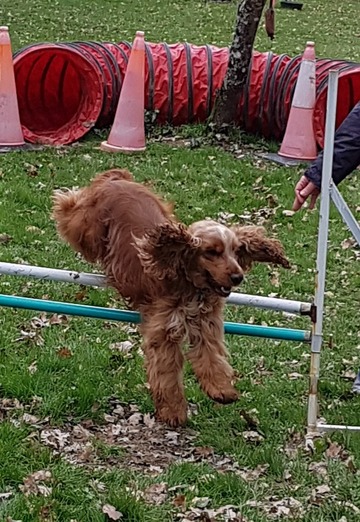 Cours d'agility