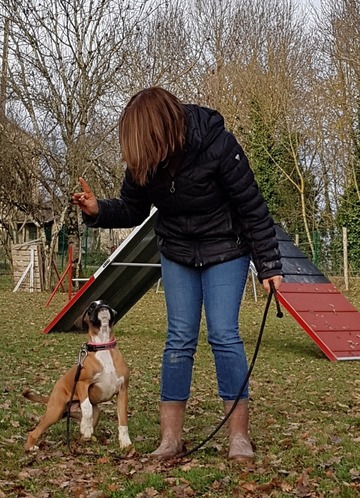 Dressage et agility pour chiens