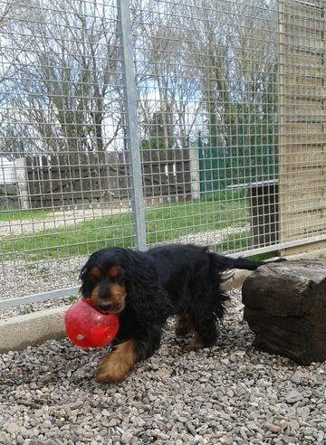 Faire garder son chien en pension