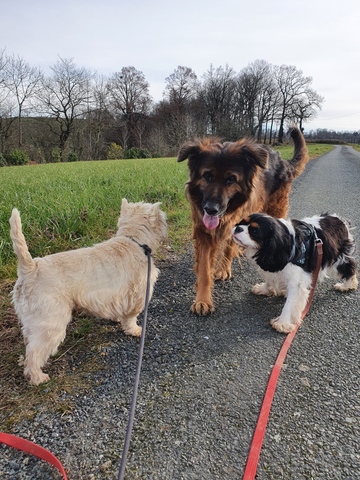 La passion et la compétence au service de votre chien