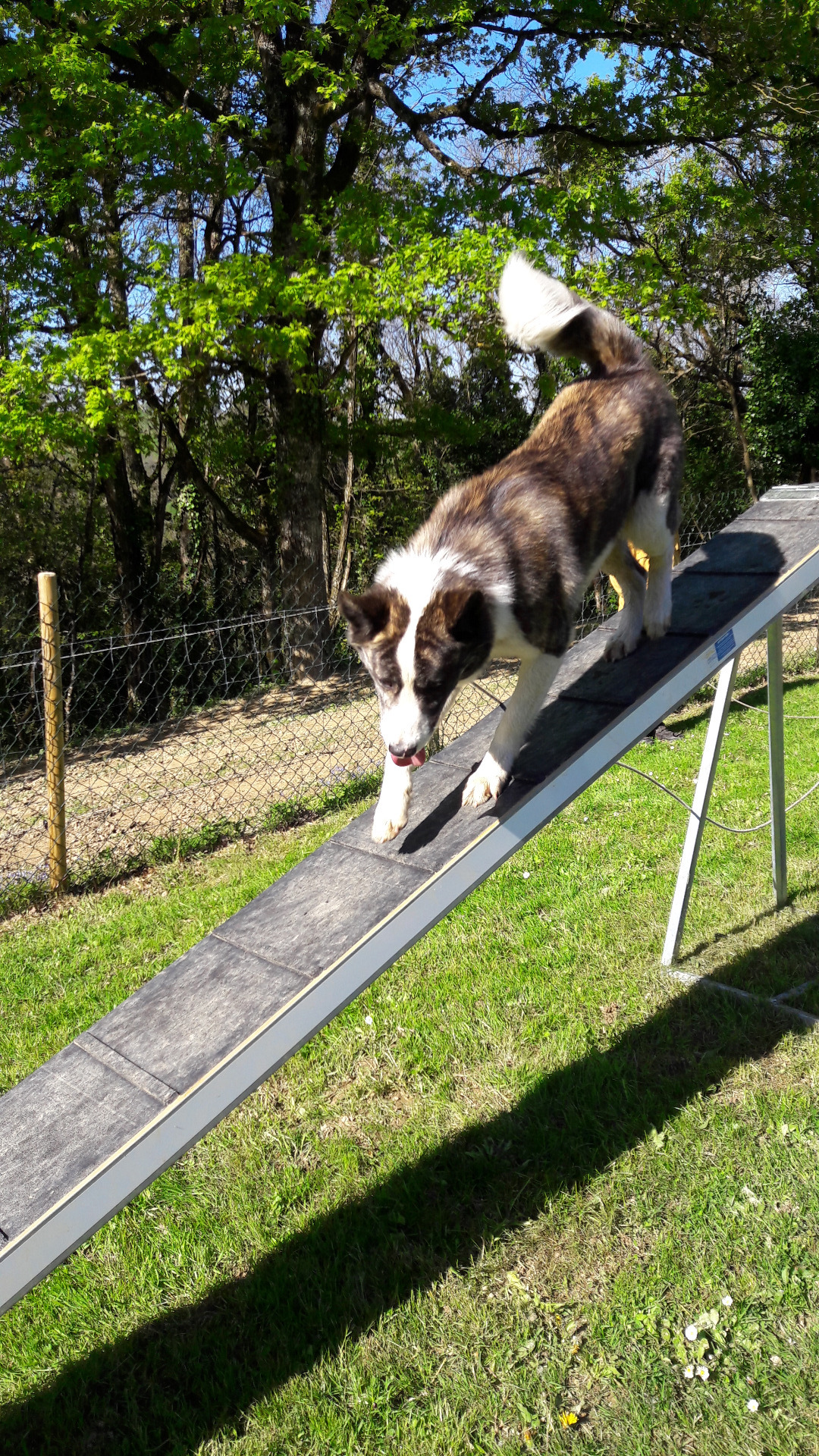 Agility stage canin