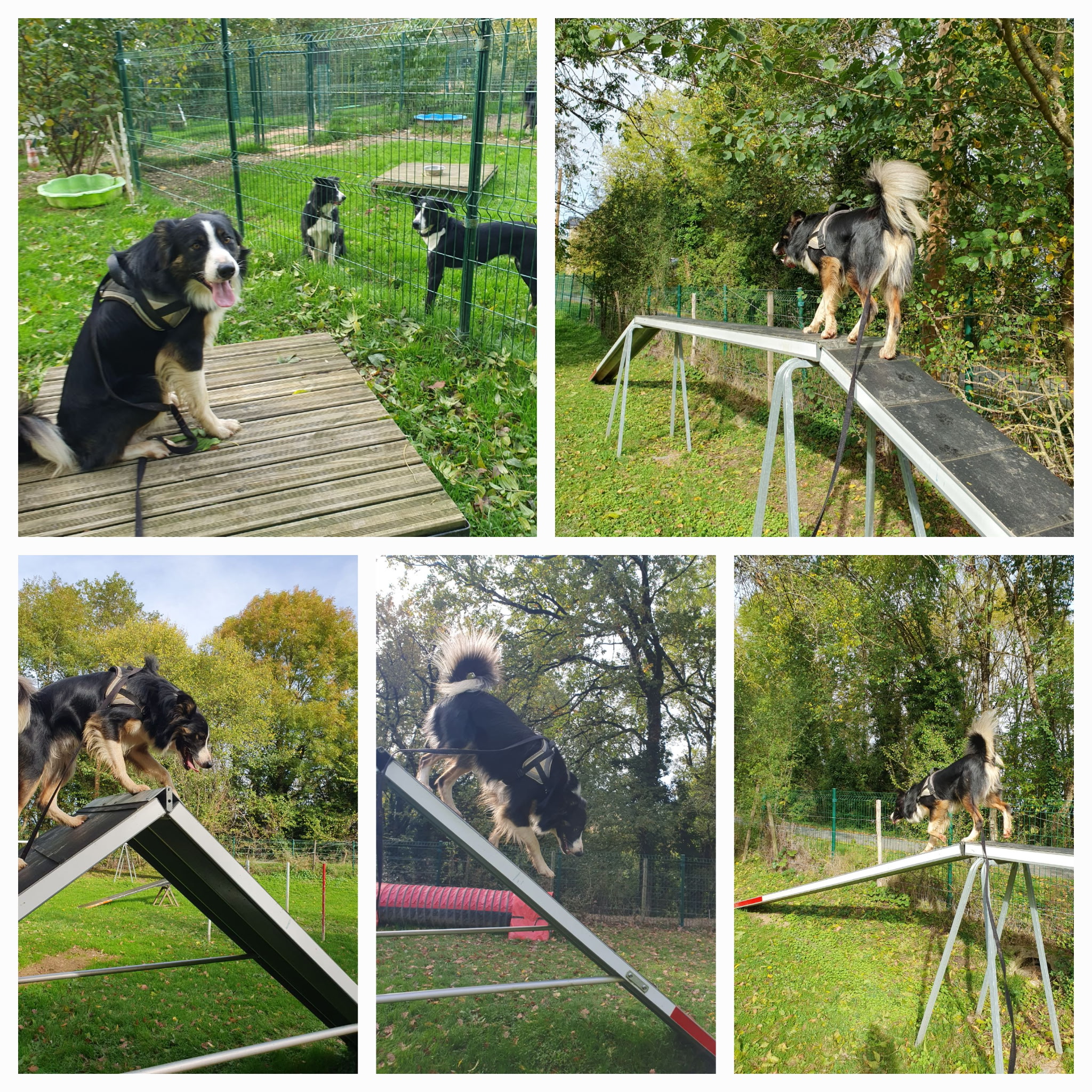 Berger actif en plein entraînement d'agility : il franchit passerelle, palissade et A-frame, puis se repose près des autres chiens en chenil.
