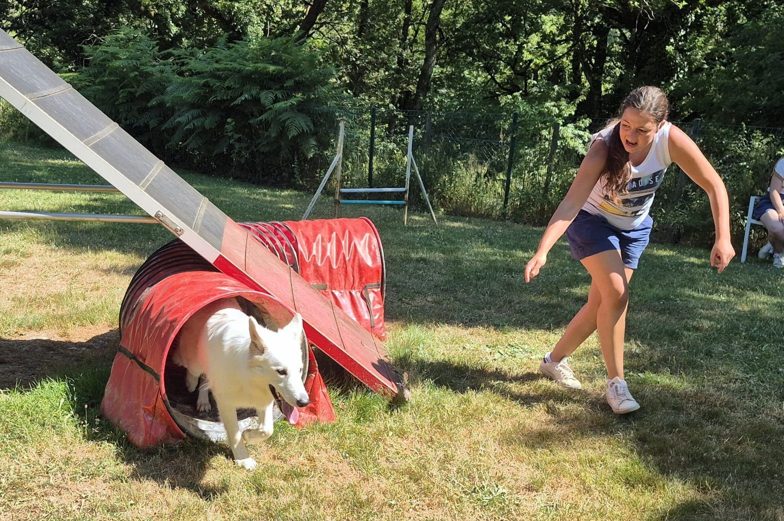 Agility : un Berger Blanc Suisse blanc s'élance hors d'un tunnel rouge, suivi par sa jeune conductrice très enthousiaste sur l'herbe.