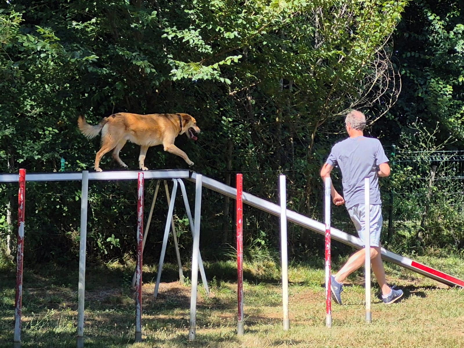 Chien couleur sable sur le dog walk d'agilité. Son maître court à droite, le guidant entre les poteaux sous un soleil éclatant.