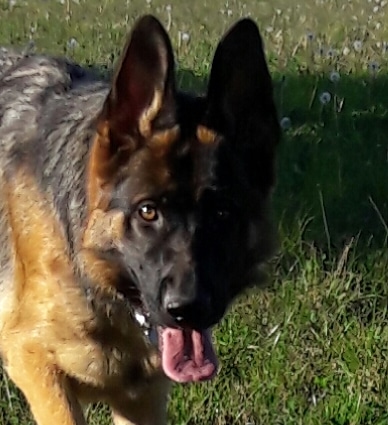 Portrait serré d'un chien Berger Allemand attentif, langue pendante, dans un champ d'herbe verdoyante.