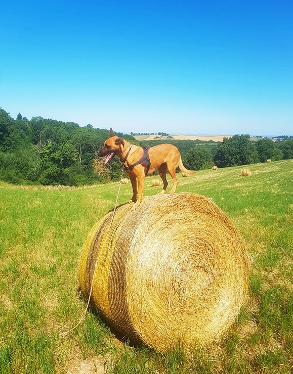 Chien sur balle de foin : l'aventure sous le soleil d'été. Fier chien de berger marron sur une balle de foin ronde dans un grand champ d'été. Ciel bleu intense et paysage boisé.