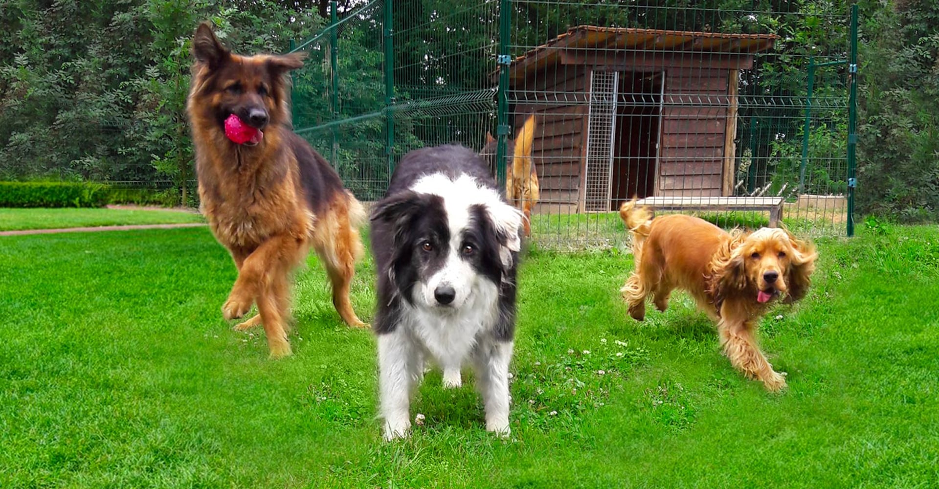 Chien sur balle de foin : l'aventure sous le soleil d'été. Fier chien de berger marron sur une balle de foin ronde dans un grand champ d'été. Ciel bleu intense et paysage boisé.