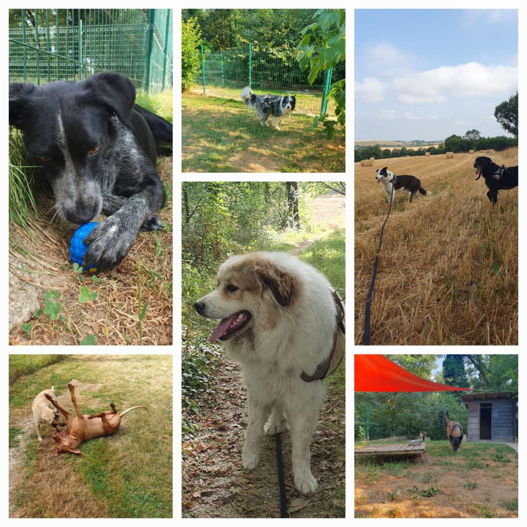 Chiens heureux : Jeux, promenades et détente en pension. Six scènes de chiens : jeux avec balle, détente en enclos, Patou en forêt, et promenade de deux Bergers dans un champ de chaume ensoleillé.