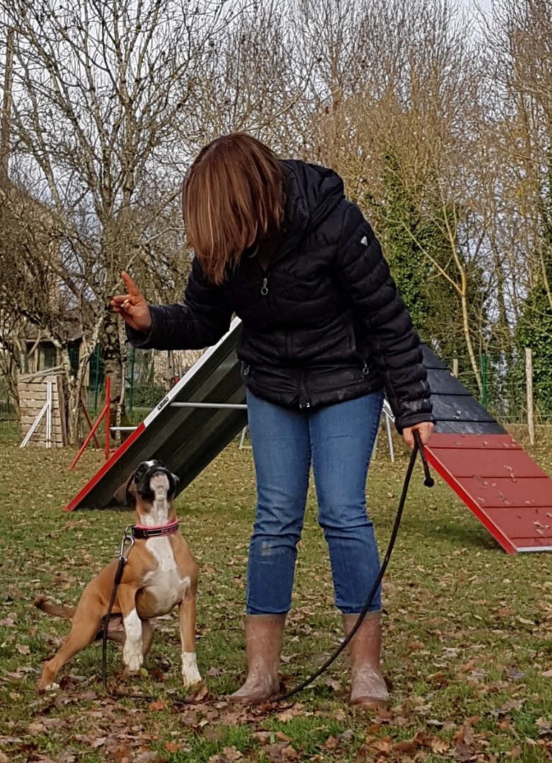 Chien sur balle de foin : l'aventure sous le soleil d'été. Fier chien de berger marron sur une balle de foin ronde dans un grand champ d'été. Ciel bleu intense et paysage boisé.