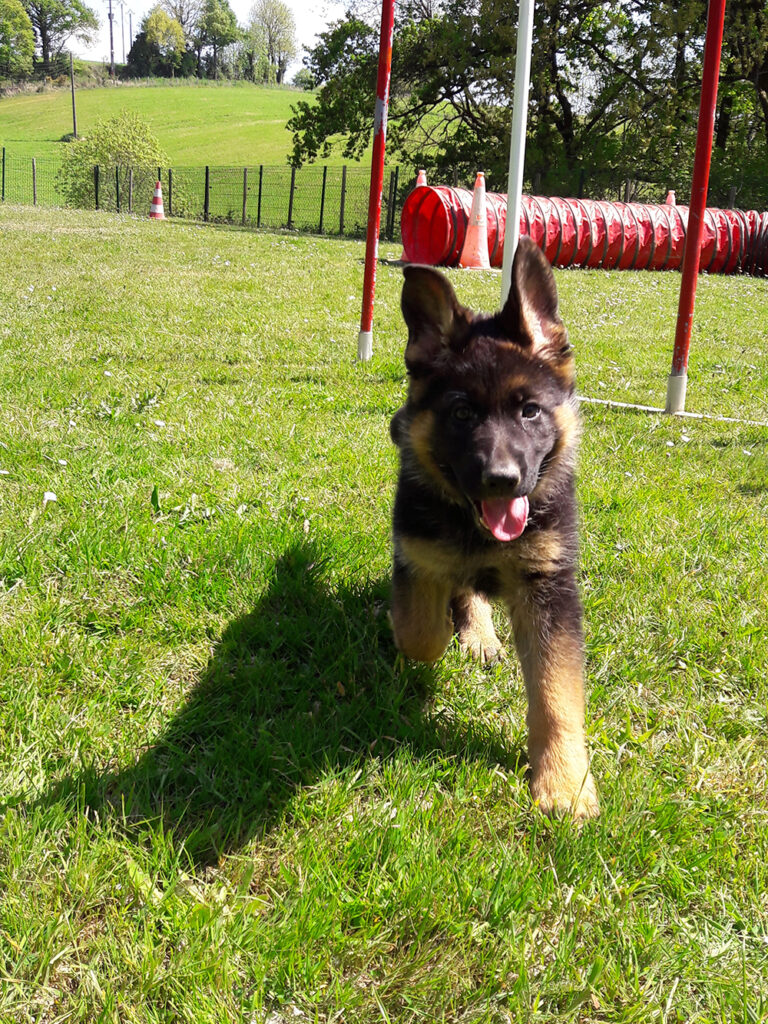 niobé-du-clos-de-ginestières (1)