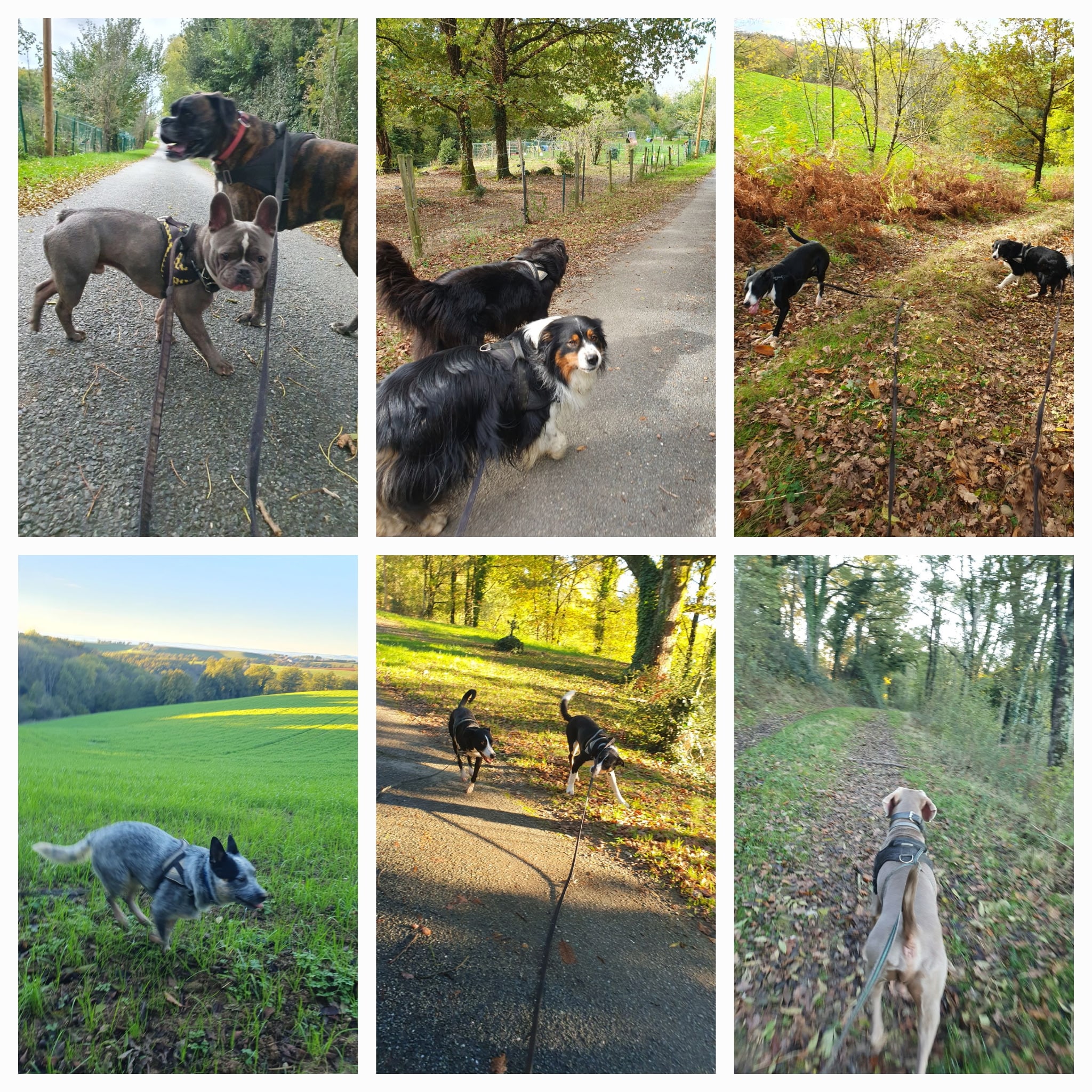 Six vues de chiens de diverses races (Boxer, Bouledogue, Bergers) en promenade active sur des sentiers, chemins pavés et champs en automne.