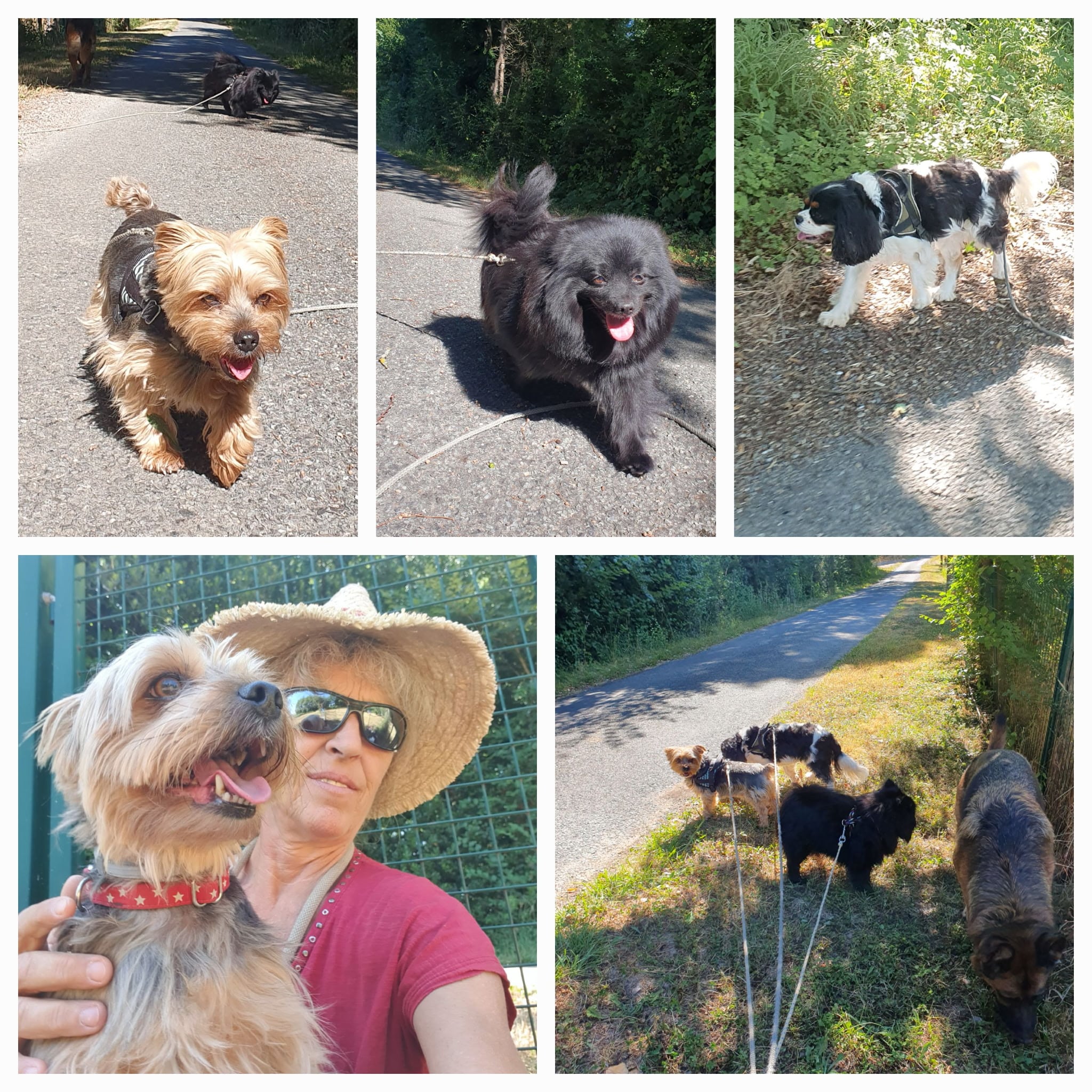 Scènes de promenade ensoleillée : quatre chiens joyeux (Yorkshire, Spitz, Cavalier) sur un sentier vert et la maîtresse souriante.