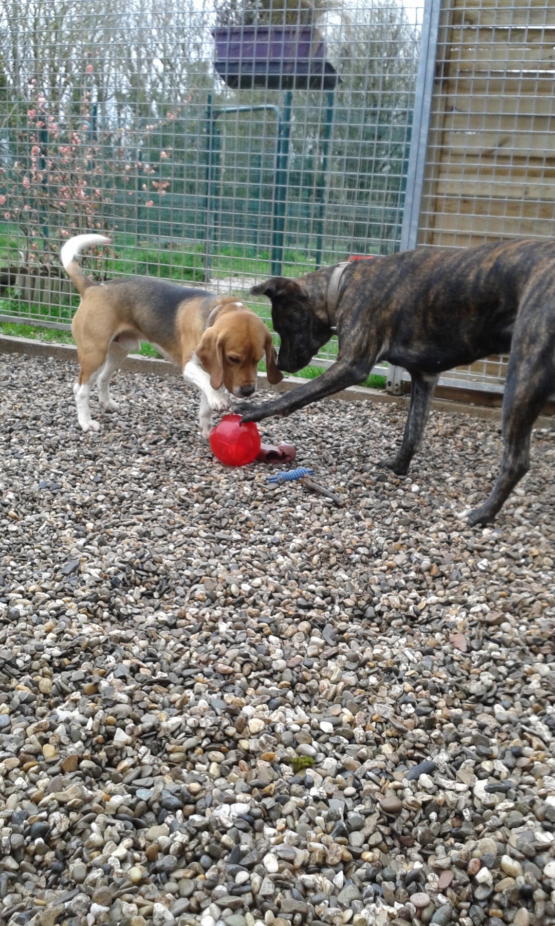 Chien sur balle de foin : l'aventure sous le soleil d'été. Fier chien de berger marron sur une balle de foin ronde dans un grand champ d'été. Ciel bleu intense et paysage boisé.