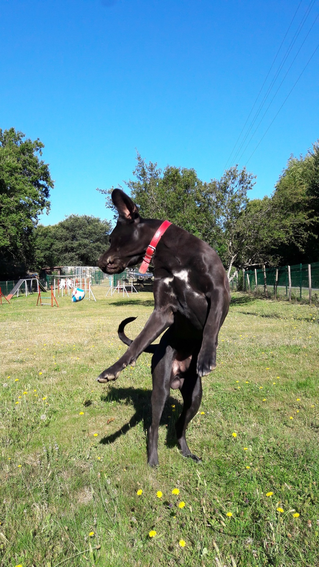 Chien sur balle de foin : l'aventure sous le soleil d'été. Fier chien de berger marron sur une balle de foin ronde dans un grand champ d'été. Ciel bleu intense et paysage boisé.