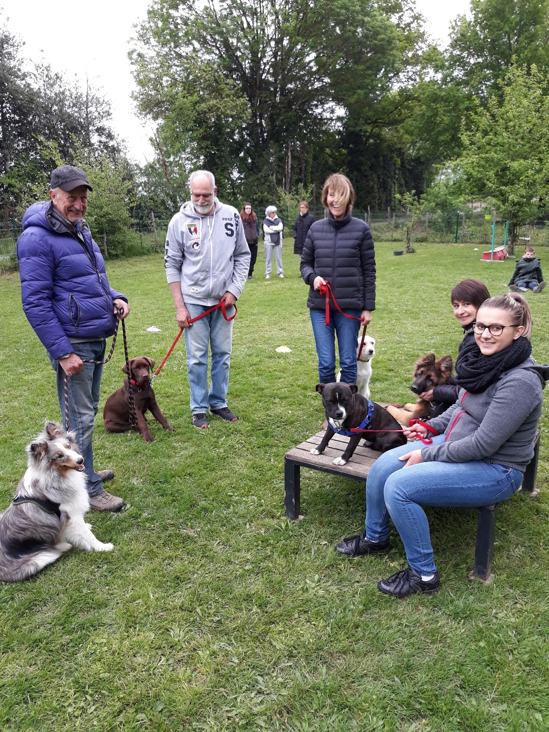 Stage de jeunes chiens