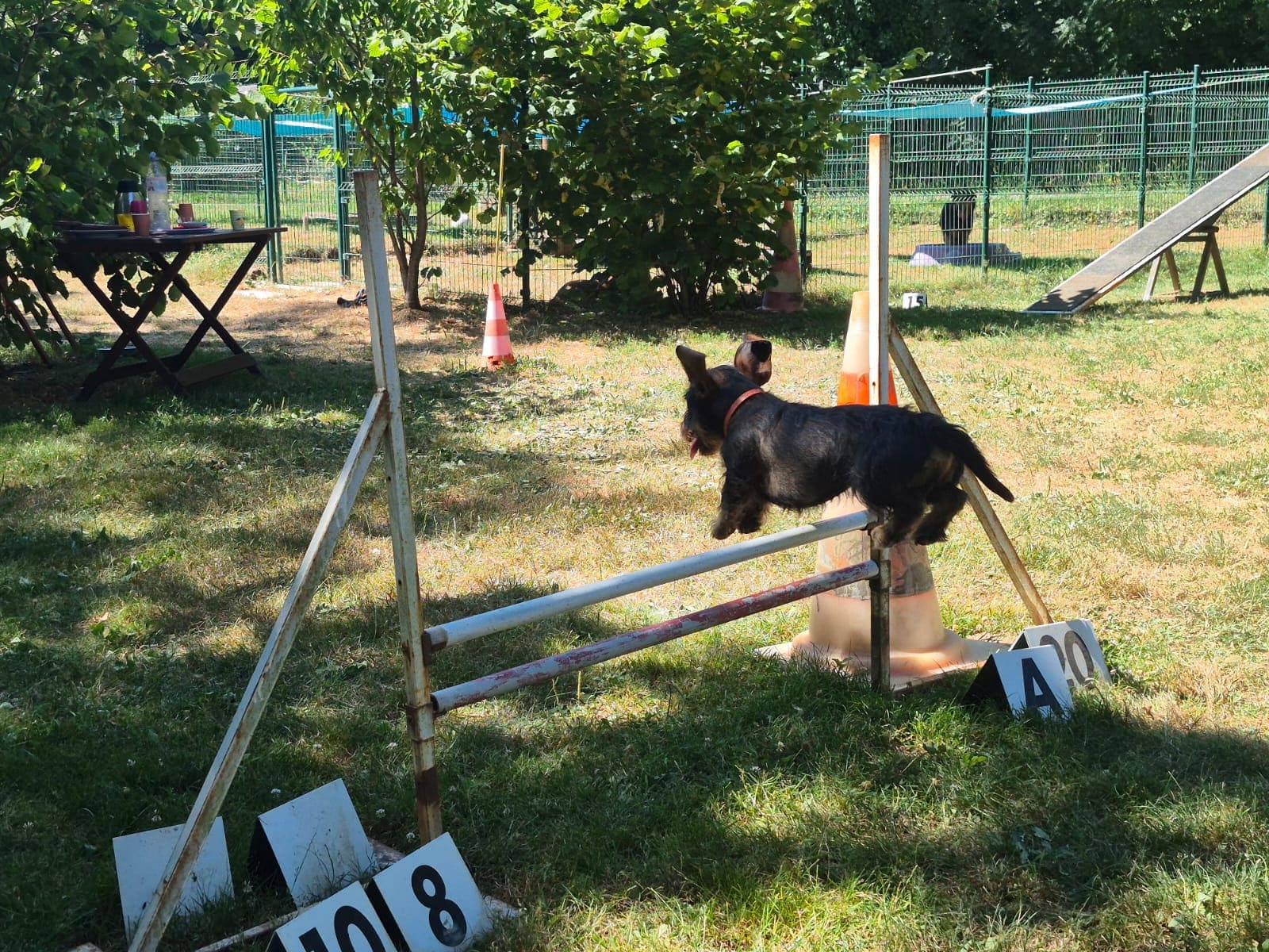 Teckel à poil dur noir bondissant au-dessus d'un obstacle sur un parcours d'agility extérieur. Le panneau A 20 est visible.