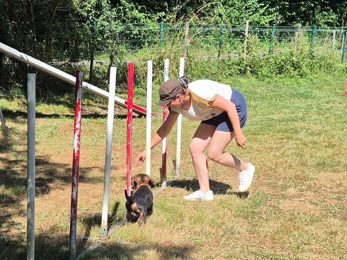Une femme entraîne un petit teckel au slalom d'agility sur un terrain herbeux ensoleillé.