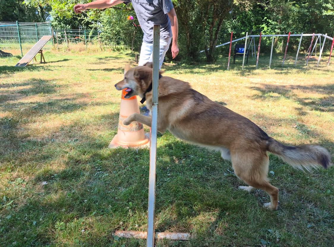 Chien croisé brun bondissant par-dessus une haie lors d'une séance d'agilité canine en extérieur.