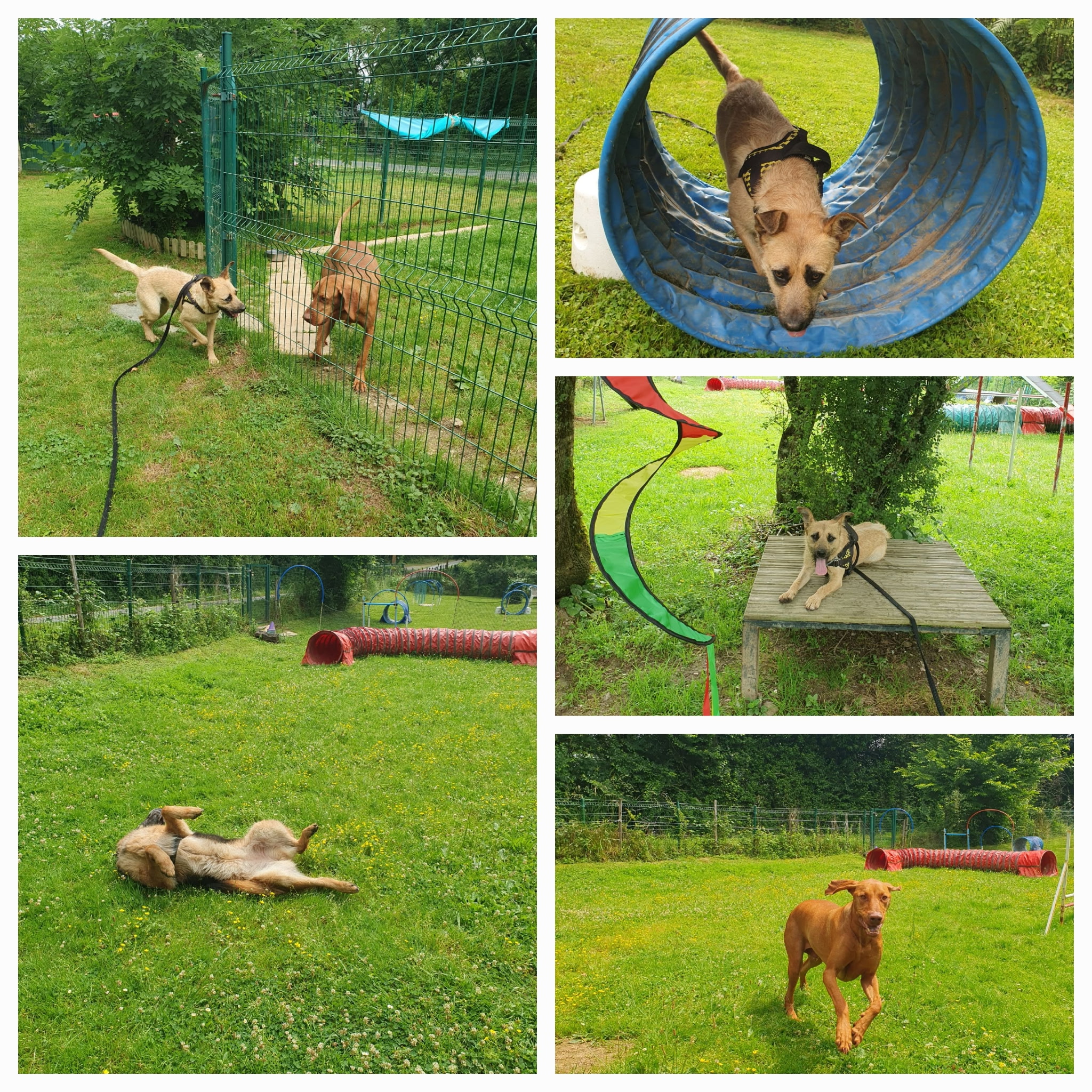 Chiens pratiquant l'agility : tunnel, course et détente dans un centre d'éducation canine en plein air.