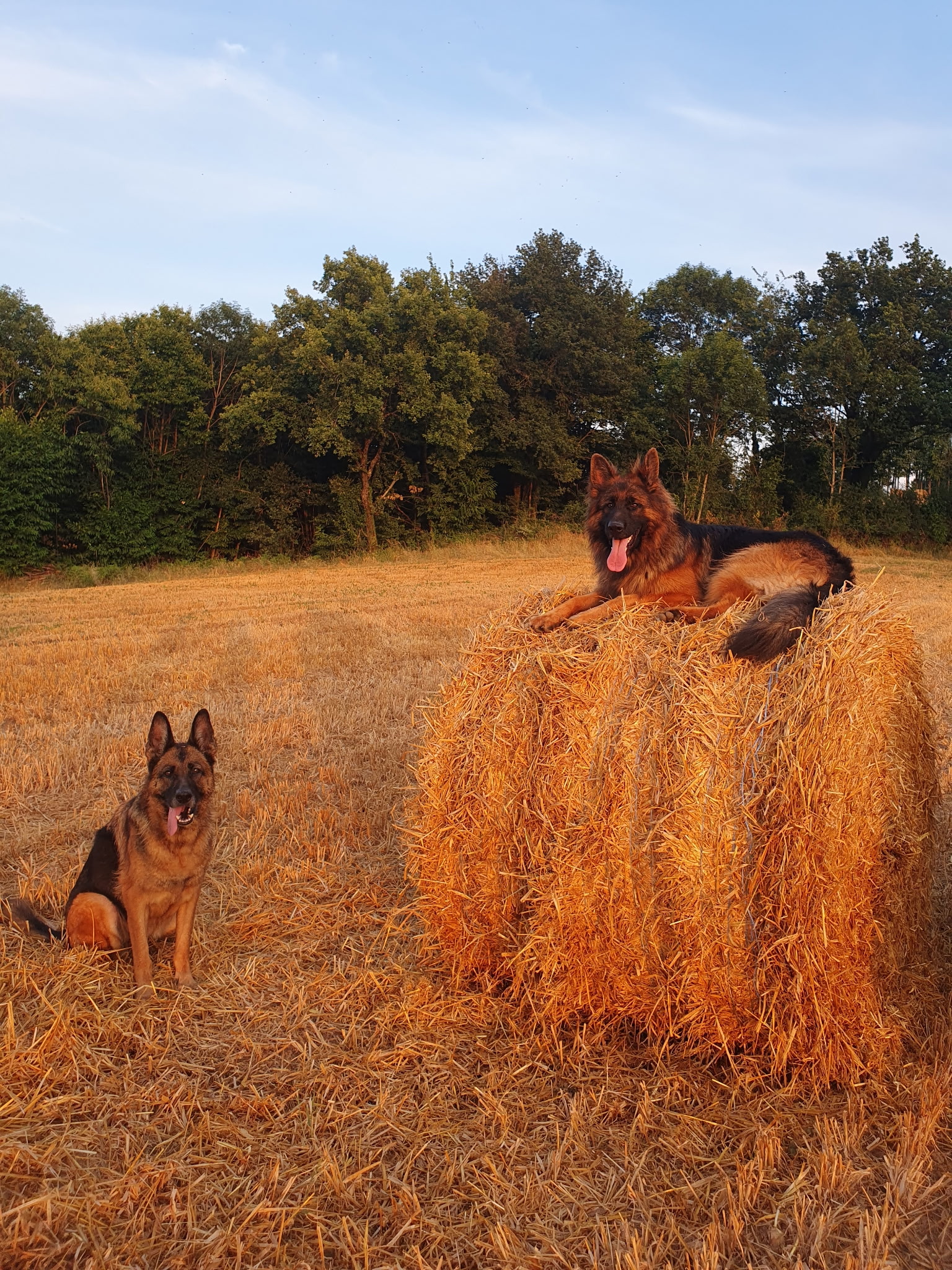 Deux bergers allemands dans un champ doré, l'un assis et l'autre couché sur une botte de foin au soleil.