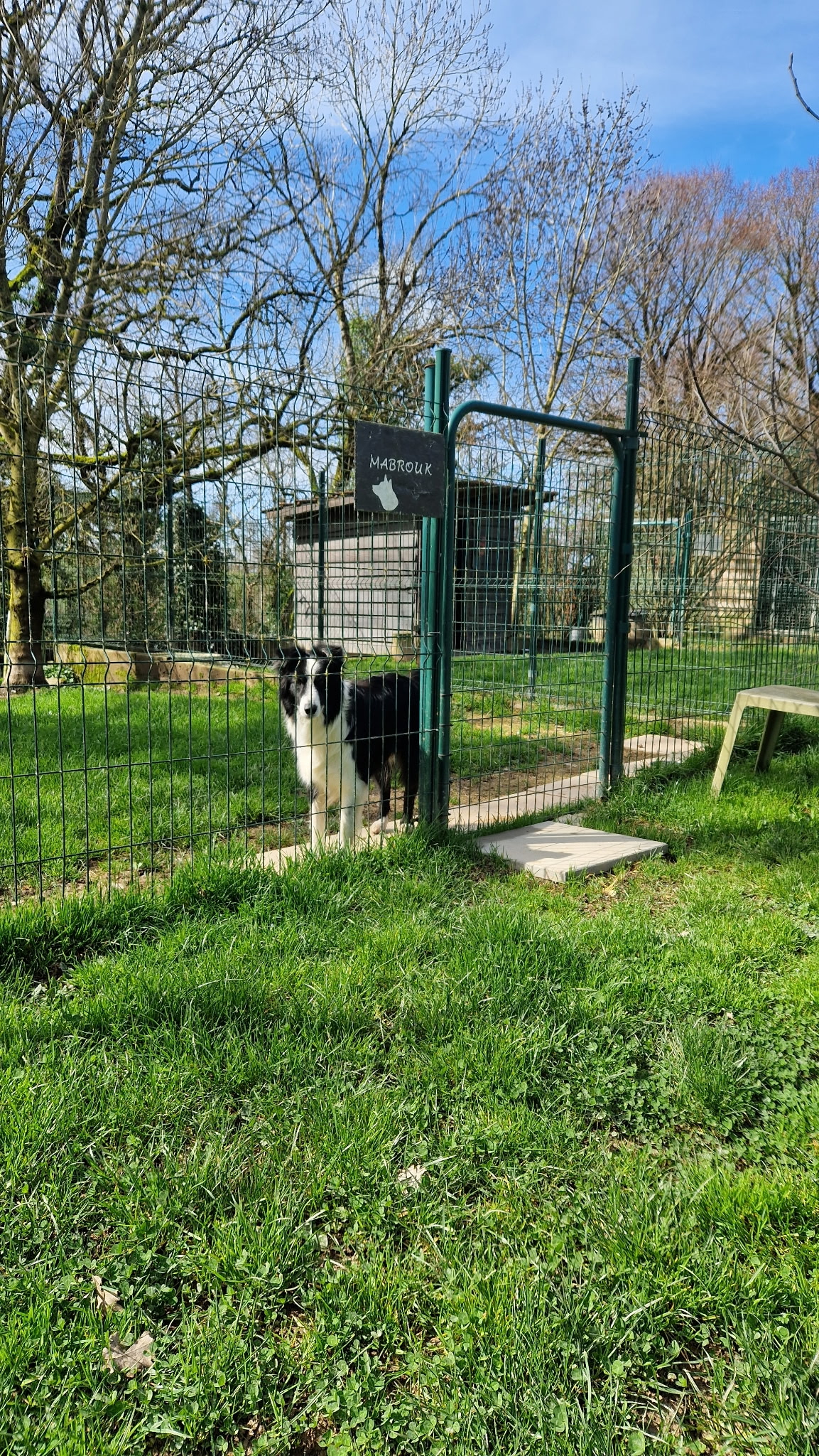 Border collie Mabrouk derrière une clôture verte dans un jardin avec herbe et arbres sous un ciel bleu.