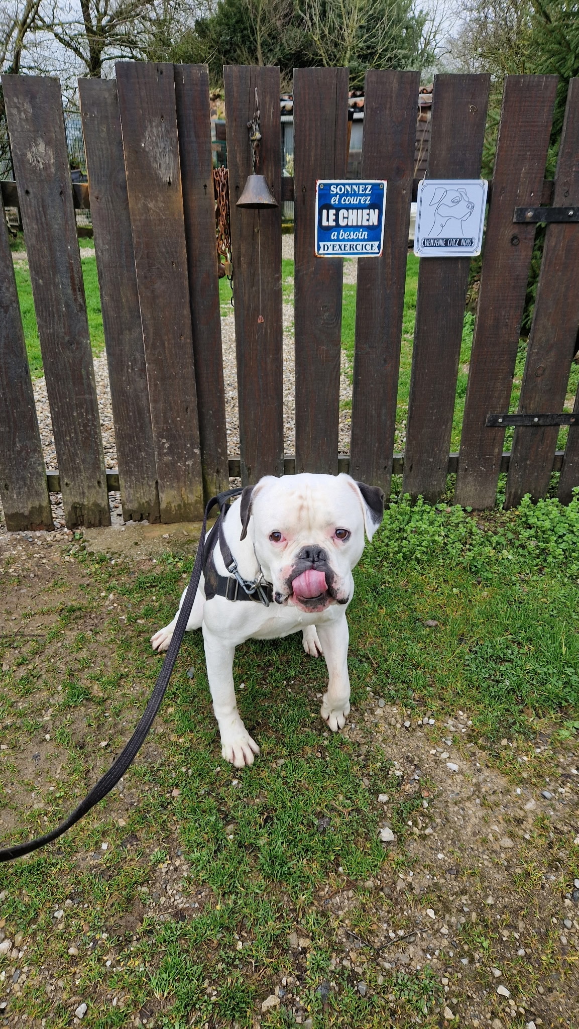 Bouledogue blanc léchant son museau devant une clôture avec panneau "LE CHIEN a besoin D'EXERCICE".