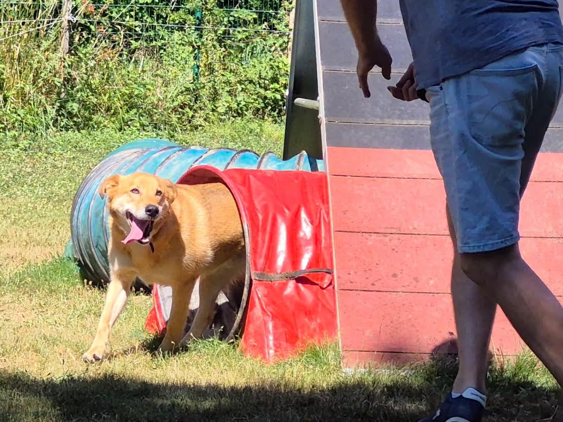 Un chien beige joyeux sortant d'un tunnel d'agility bleu et rouge sur un terrain d'entraînement en plein air.