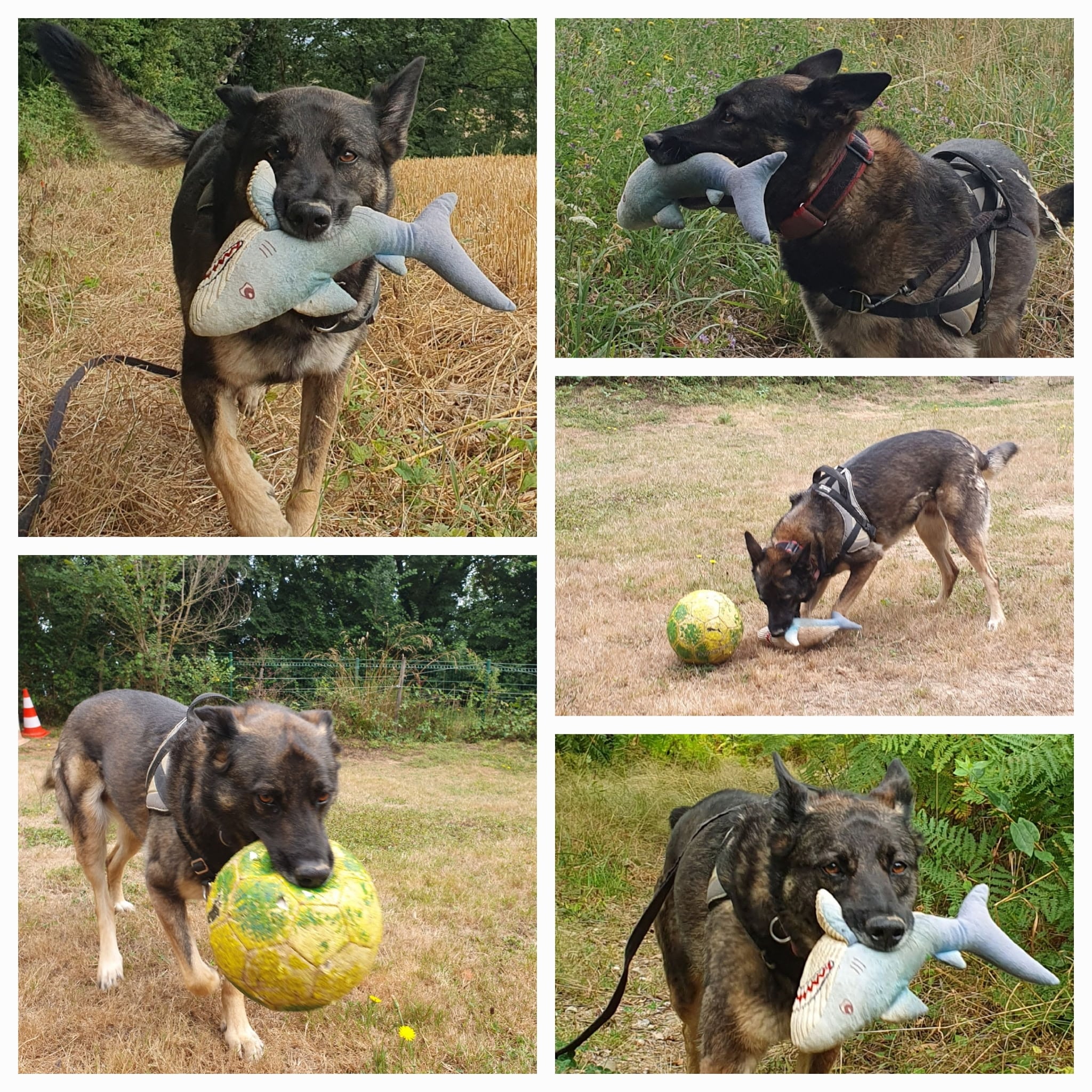 Chien de berger jouant avec un requin en peluche bleu et un ballon jaune dans un champ.