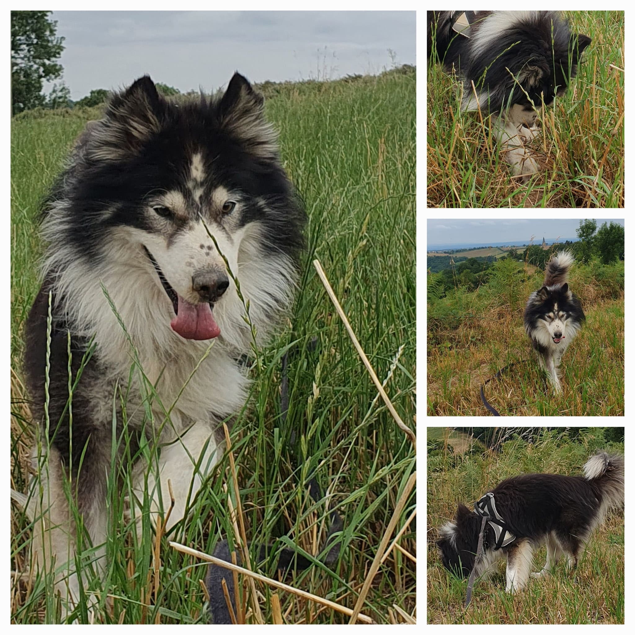 Chien nordique noir et blanc à poils longs gambadant avec son harnais dans les hautes herbes lors d'une balade en nature.