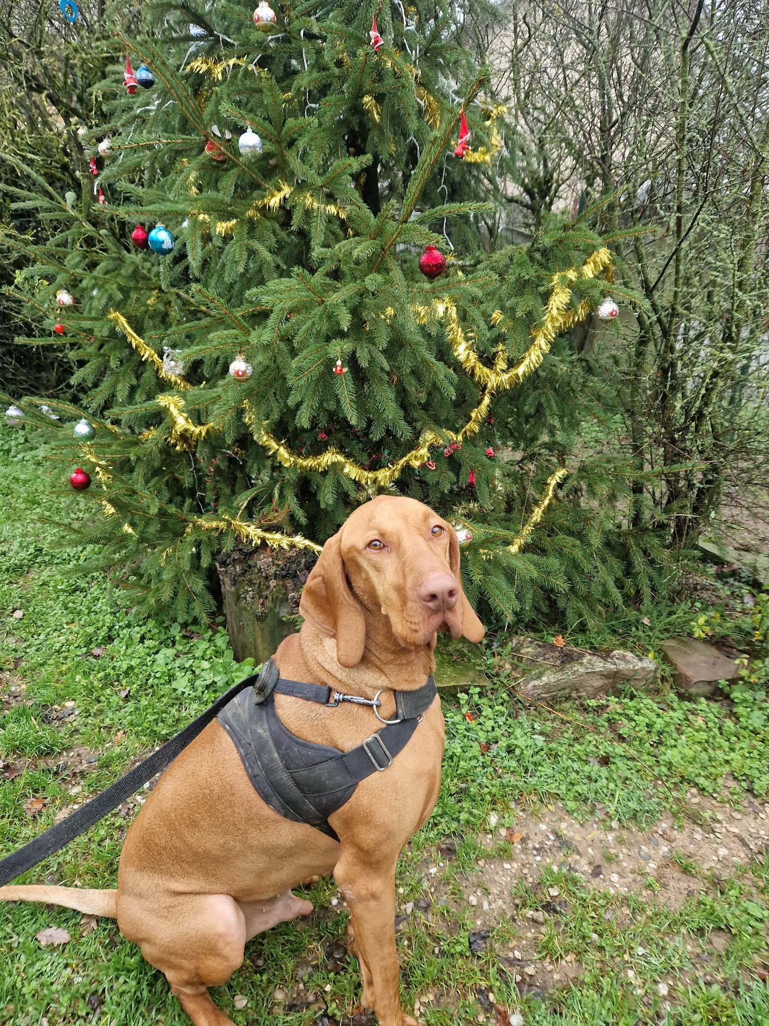 Chien Vizsla brun devant un sapin de Noël décoré avec des guirlandes dorées et boules colorées.