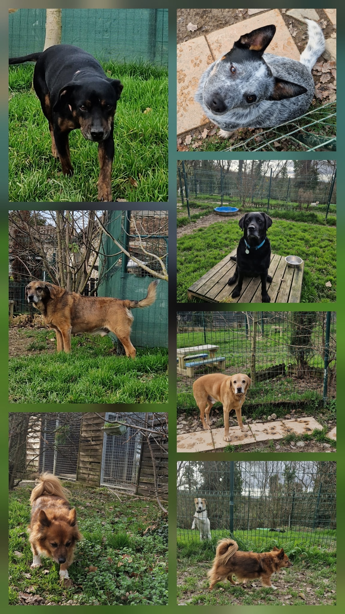 Collage de sept chiens de races variées dans un parc extérieur herbeux d'un refuge animalier ou d'une pension.
