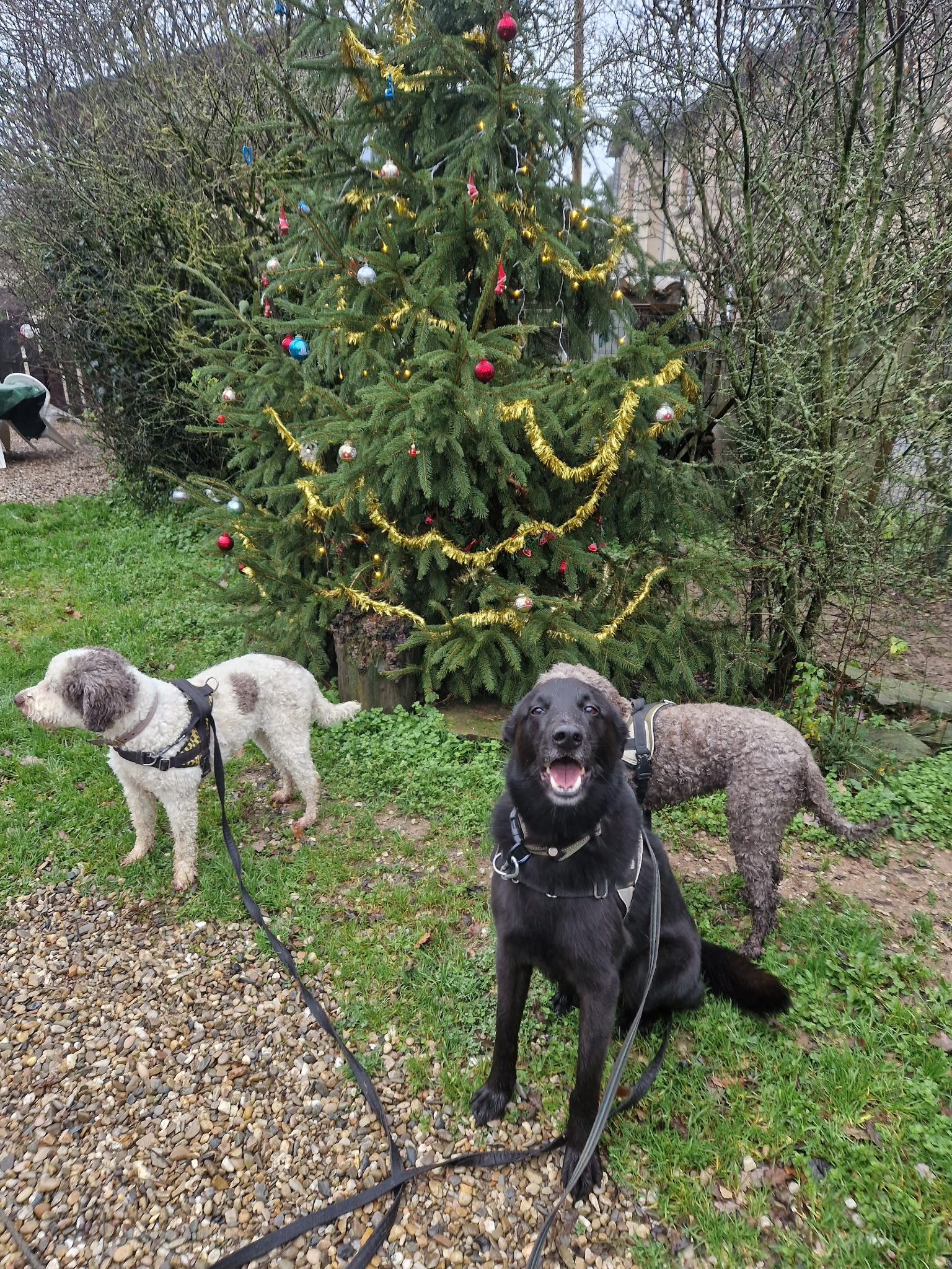 Trois chiens posent devant un sapin de Noël décoré de guirlandes dorées et boules colorées dans un jardin.
