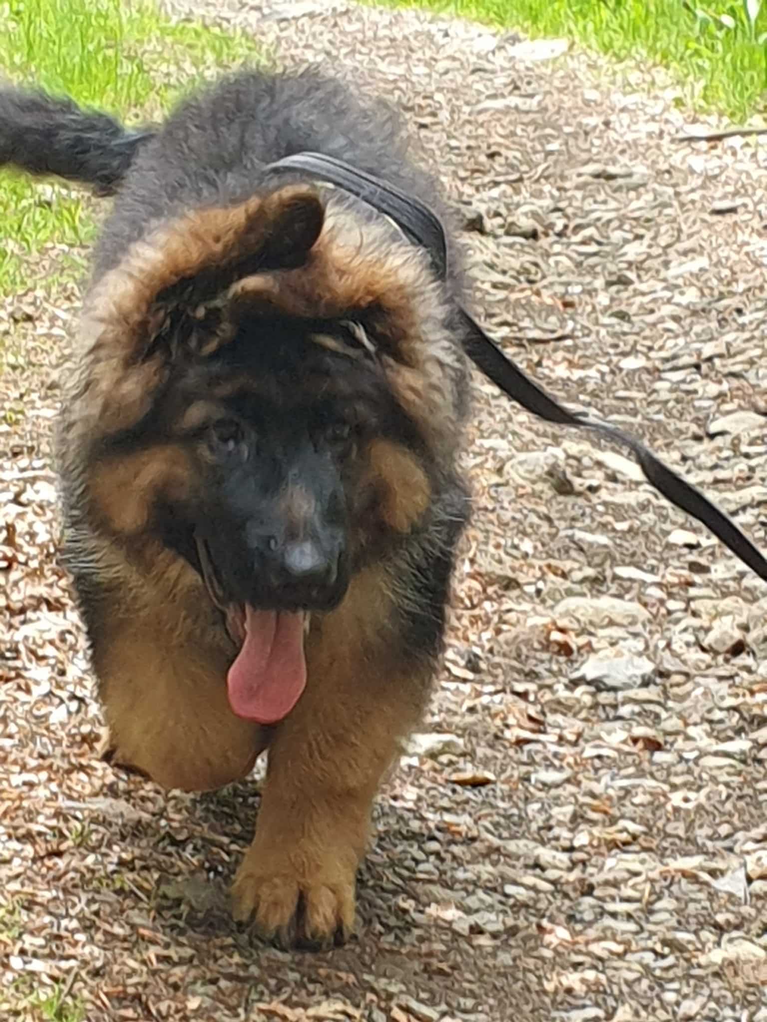 Chiot Berger Allemand à poil long marchant sur un sentier, langue pendue et harnais noir.