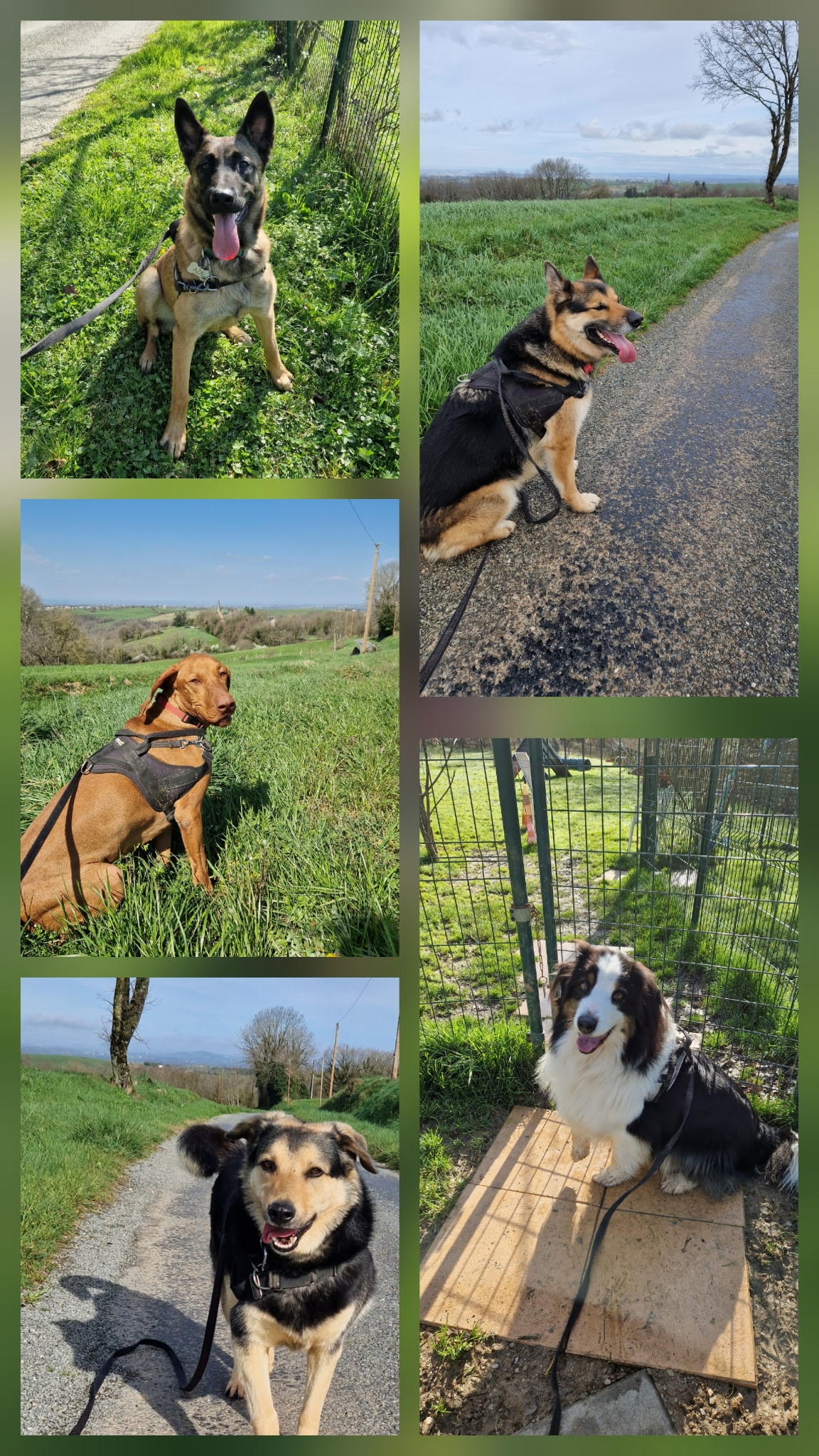 Collage de cinq chiens, dont des bergers et un vizsla, profitant de promenades joyeuses en pleine nature verdoyante.