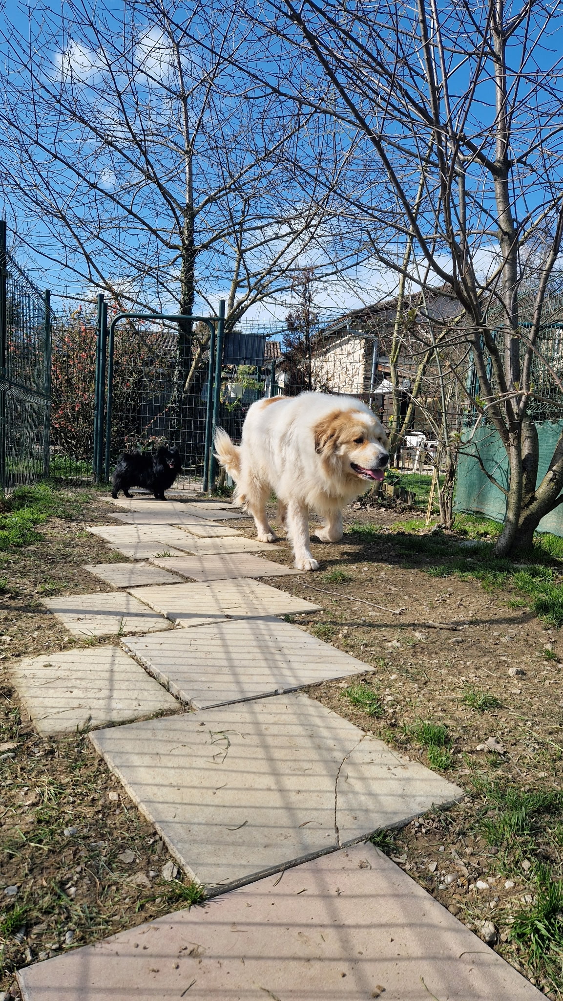 Grand chien blanc et roux et petit chien noir marchant sur un sentier de dalles dans un jardin ensoleillé.