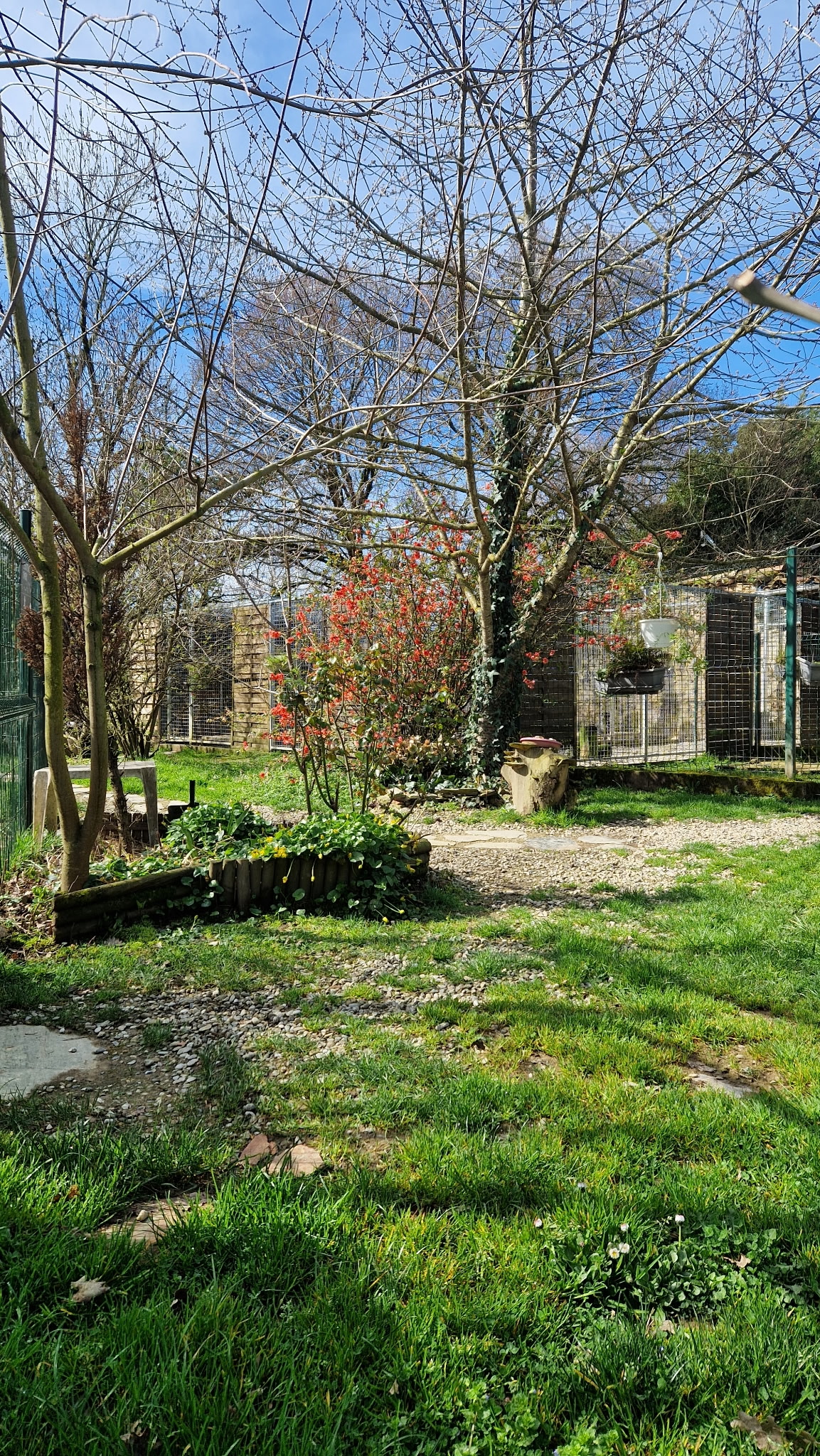 Jardin ensoleillé avec arbuste à fleurs rouges, arbres sans feuilles et enclos grillagés sous un ciel bleu.