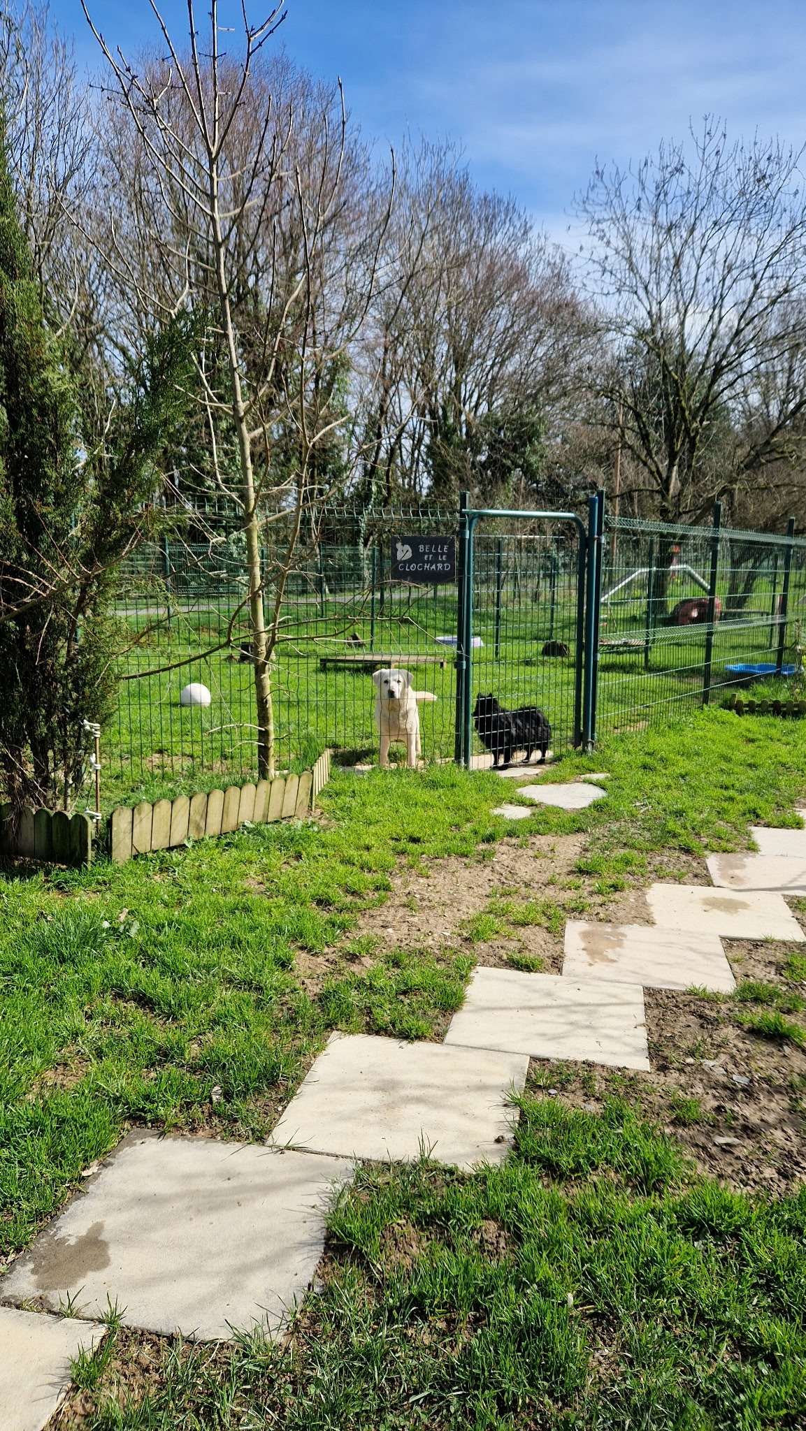 Deux chiens derrière un enclos avec panneau Belle et le Clochard dans un jardin ensoleillé avec sentier.
