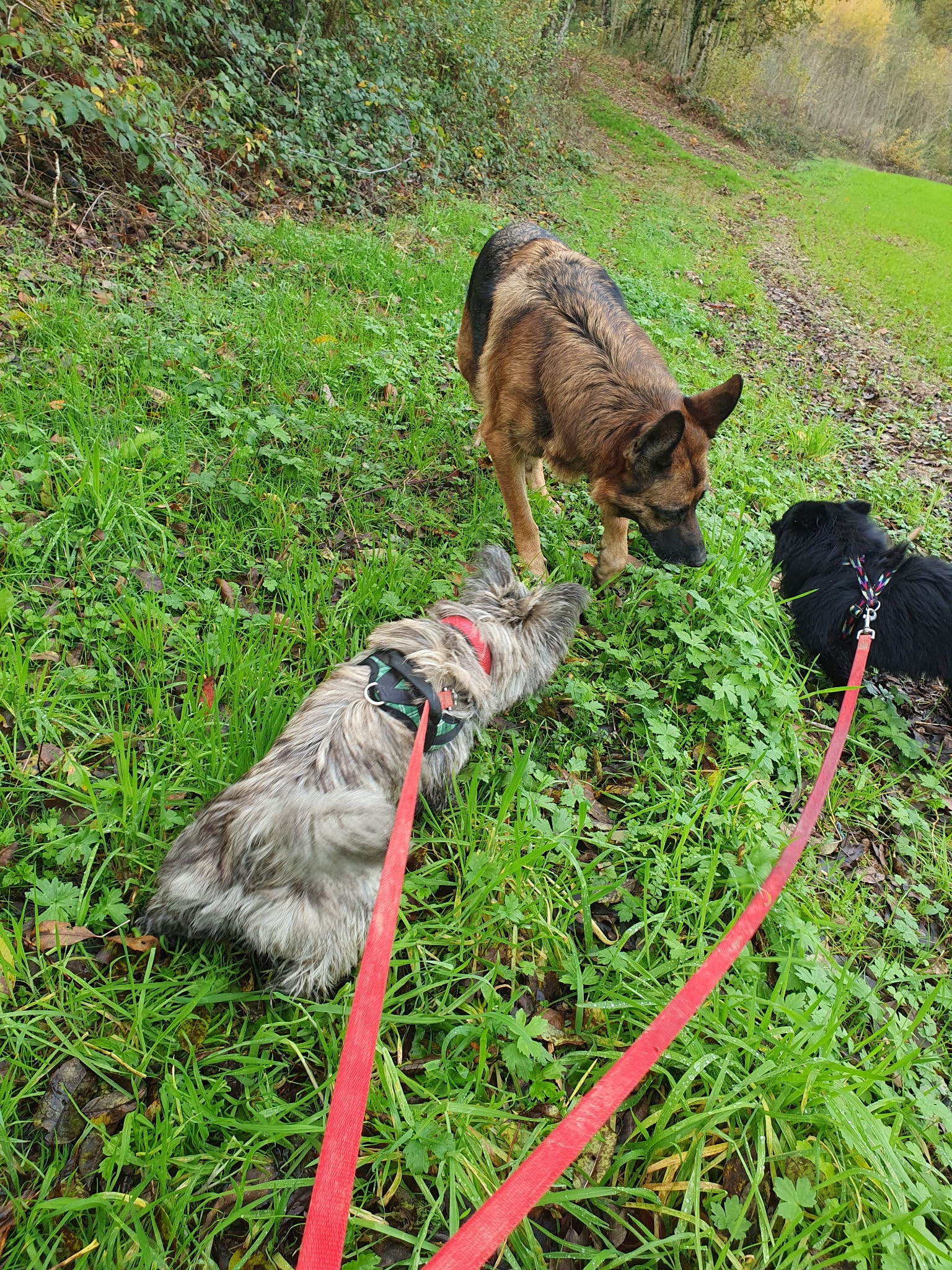 Un Berger Allemand et deux petits chiens en laisse se promènent dans l'herbe verte d'une forêt.