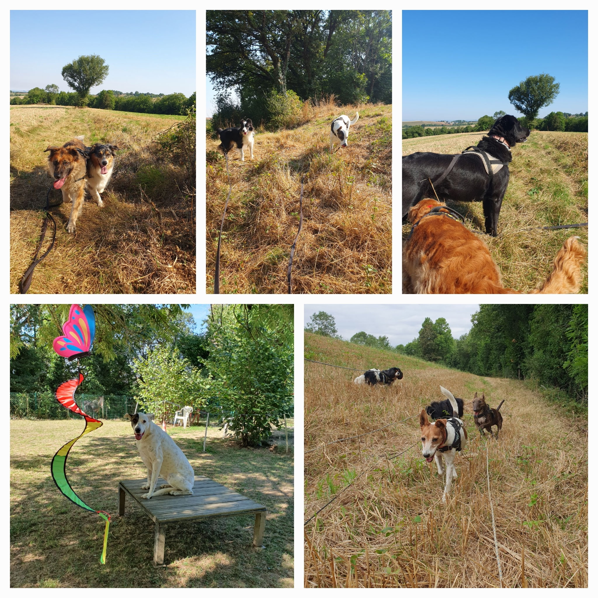 Collage de chiens heureux se promenant et jouant en plein air dans des champs et un jardin ensoleillé.